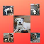 Ammo August Team Triumph