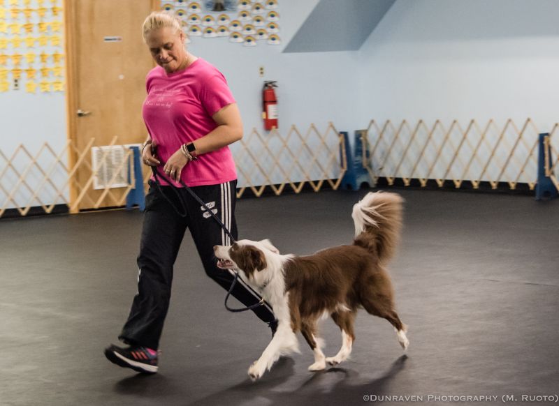Beyond Beginners Dog Training
