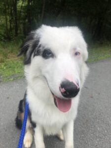 A small, white deaf puppy sits attentively, looking up with a curious expression. Its soft coat and gentle face capture its playful yet calm nature.