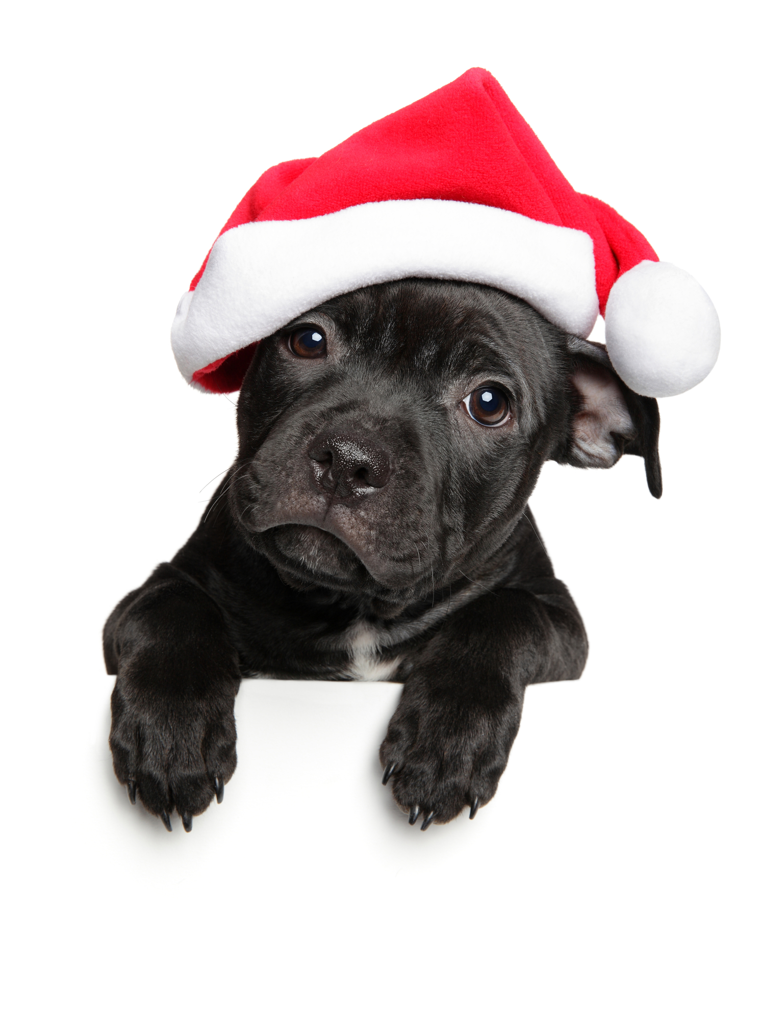American Staffordshire terrier puppy in Santa red hat above banner, isolated on white background. Christmas animals theme