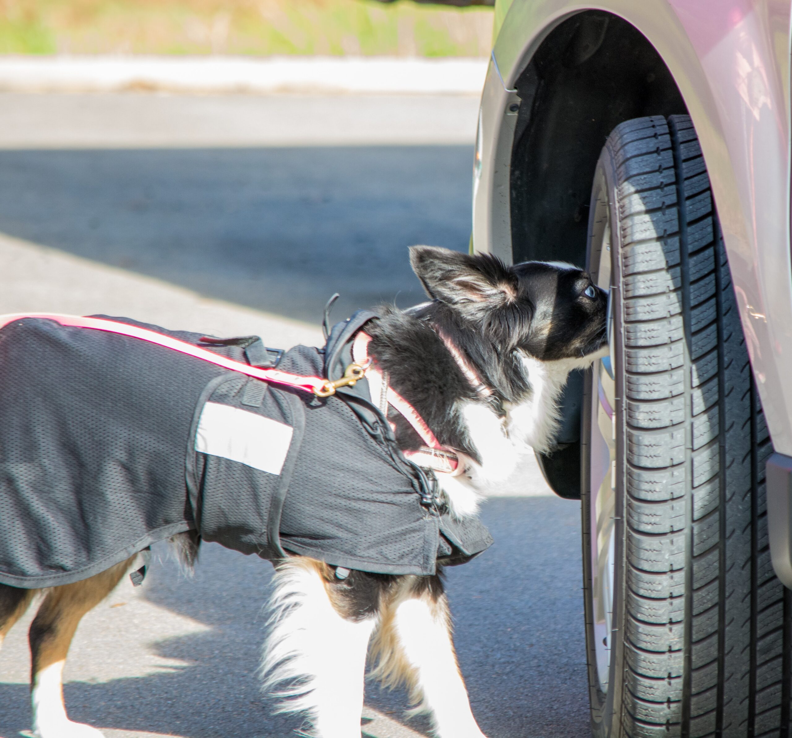 Feb-promotion-sniff n go