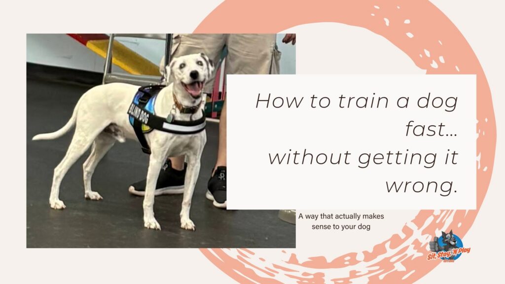 How to train a dog fast… without getting it wrong.