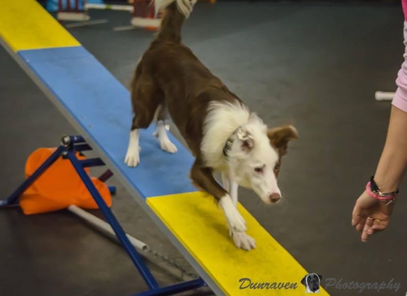 Dog working on open agility training