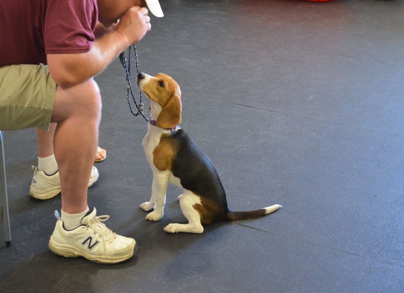 Puppy Obedience Class
