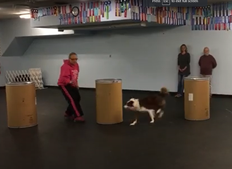 Rodeo Dog Training in Action