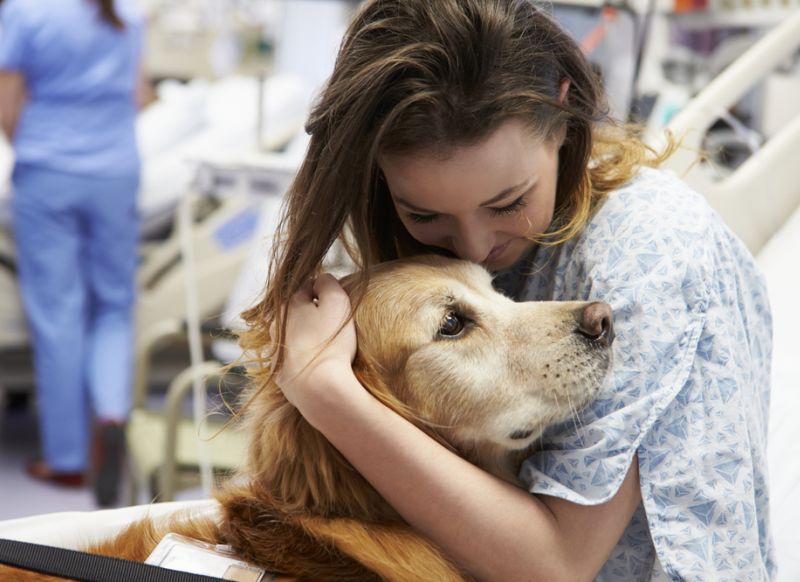 Therapy Dog in Hospital