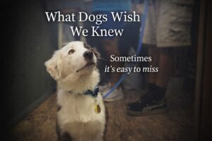 What dogs wish we knew Blog