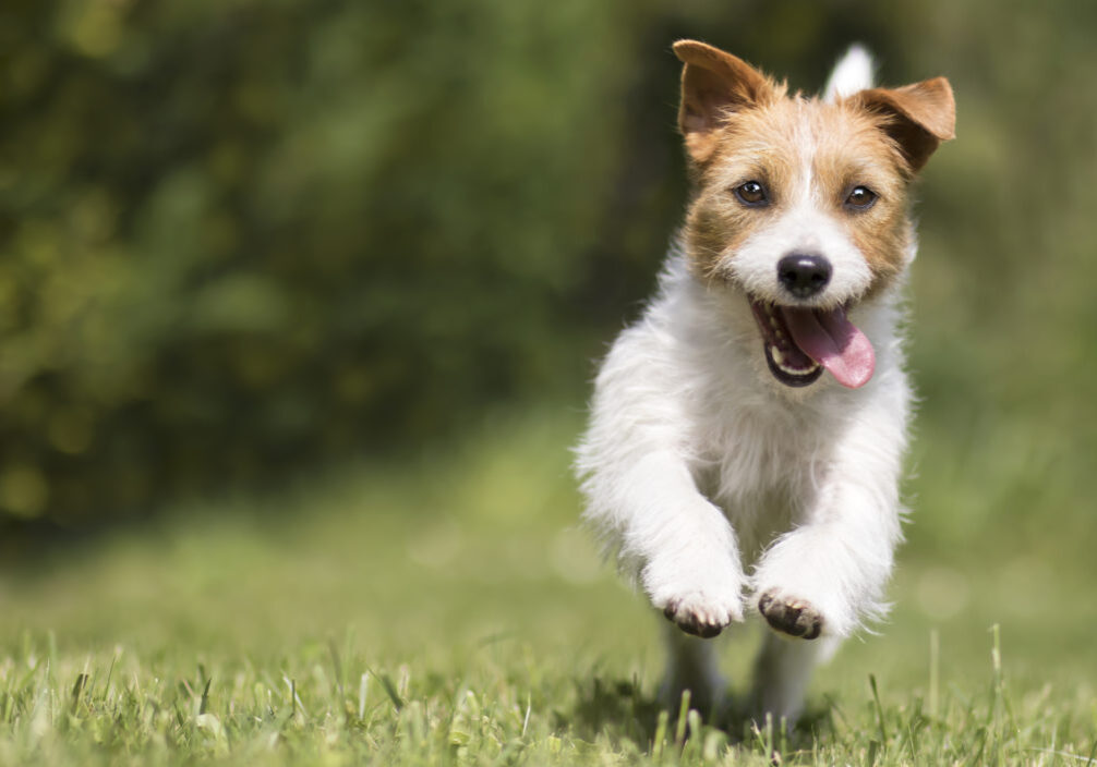 Happy Dog