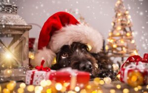 december tail waggin tips